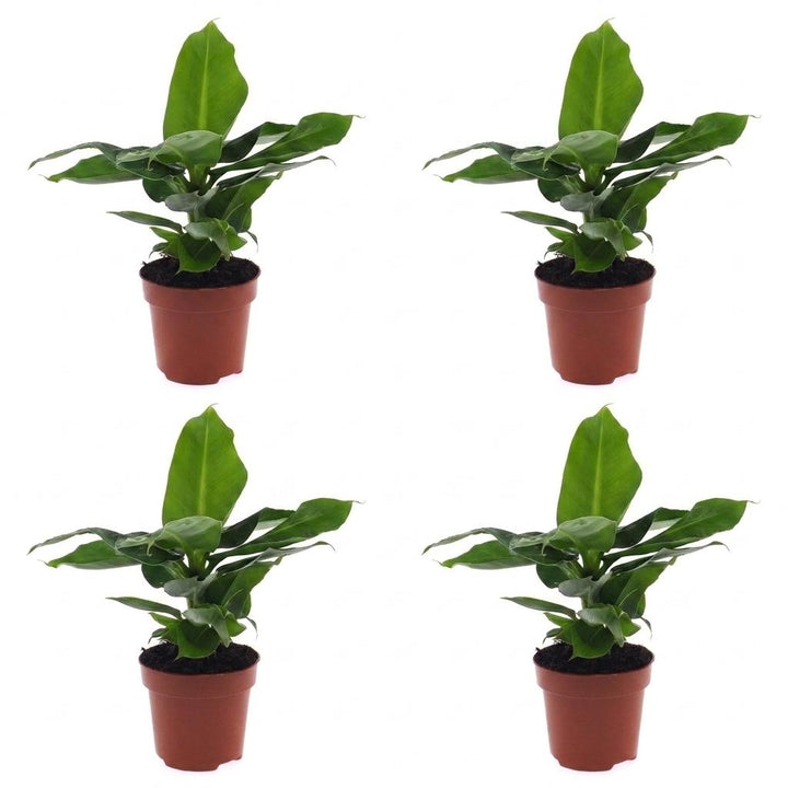 Musa Oriental Dwarf - Oriental Dwarf Banana - 4 Plants - Pot 12cm - Hoogte - 30cm