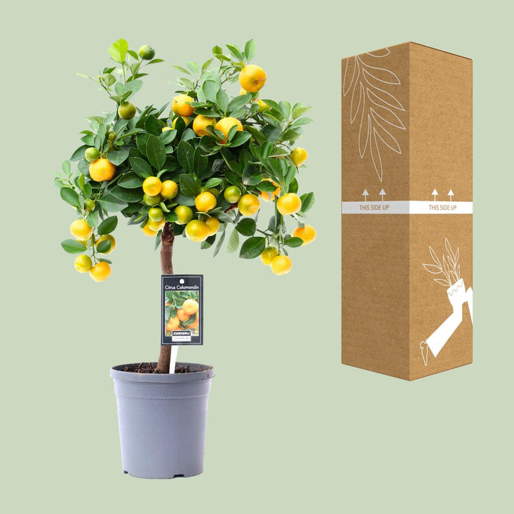 Vibrant green citrus plant in a decorative pot, perfect for bright indoor spaces, by Everspring.