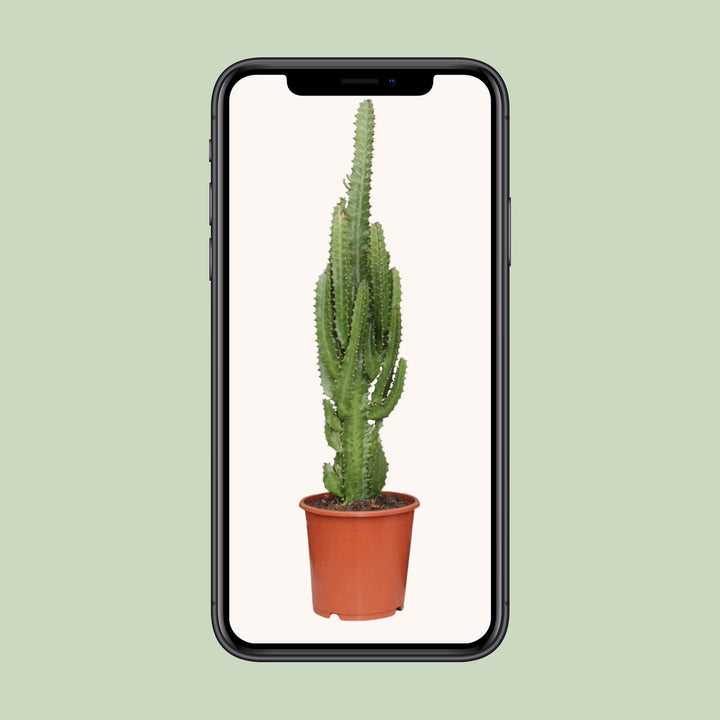 Euphorbia Trigona 70cm — African Milk Tree in 17cm pot