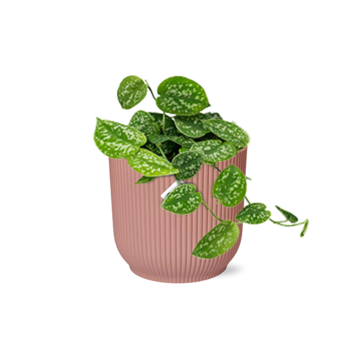 Scindapsus pictus Argyraeus with silver-spotted trailing leaves in a pink ribbed ELHO Vibes pot