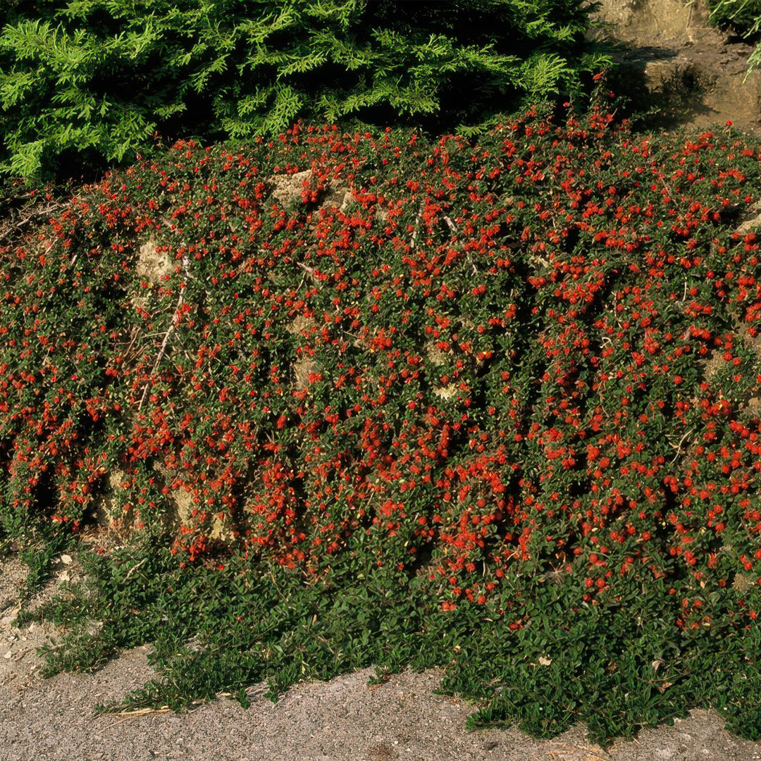 40x Cotoneaster 'Queen of Carpets' Evergreen Ground Cover - 10-25cm