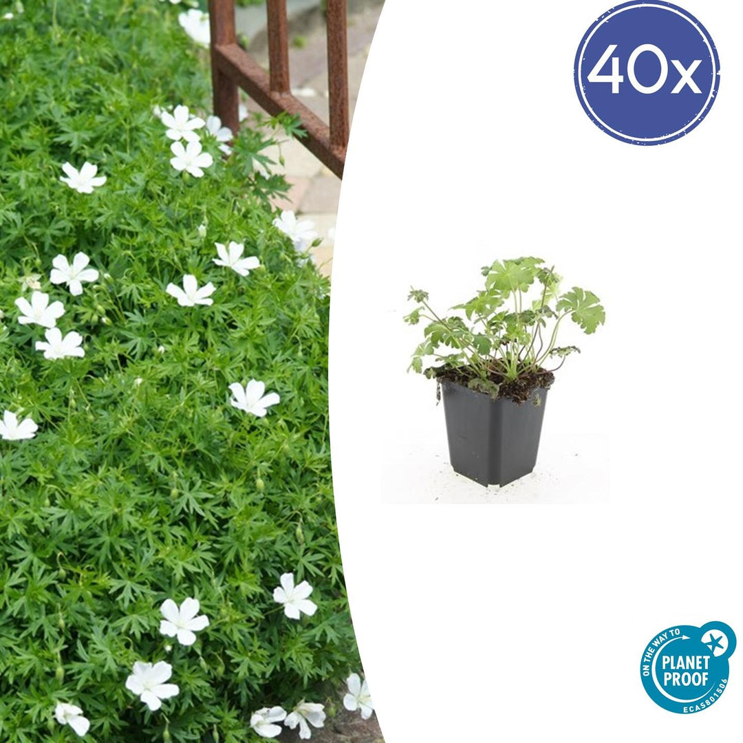 40x White Cranesbill Geranium 'Album' - Hardy Perennial - 9cm Pot