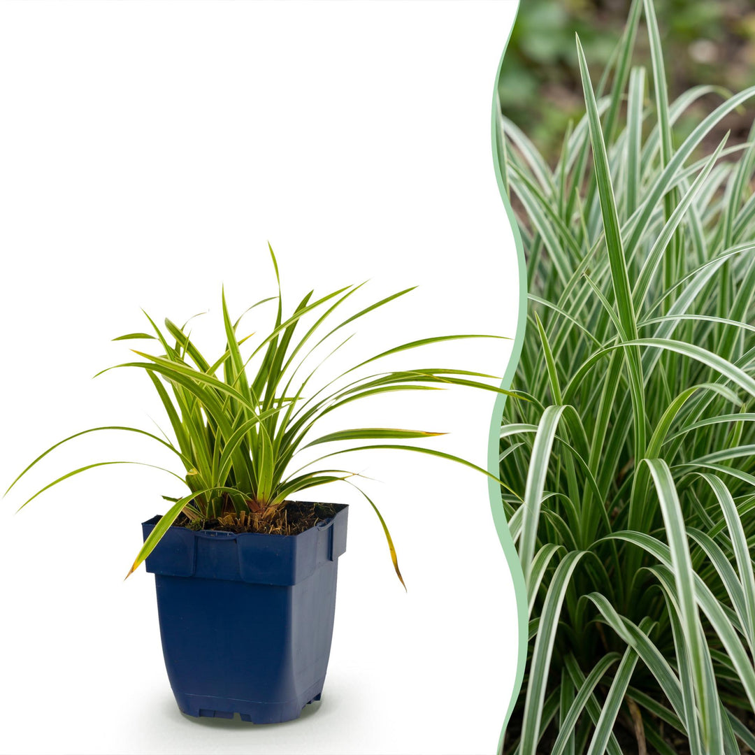 24x Carex morrowii Ice Dance Japanese sedge in 11cm pots