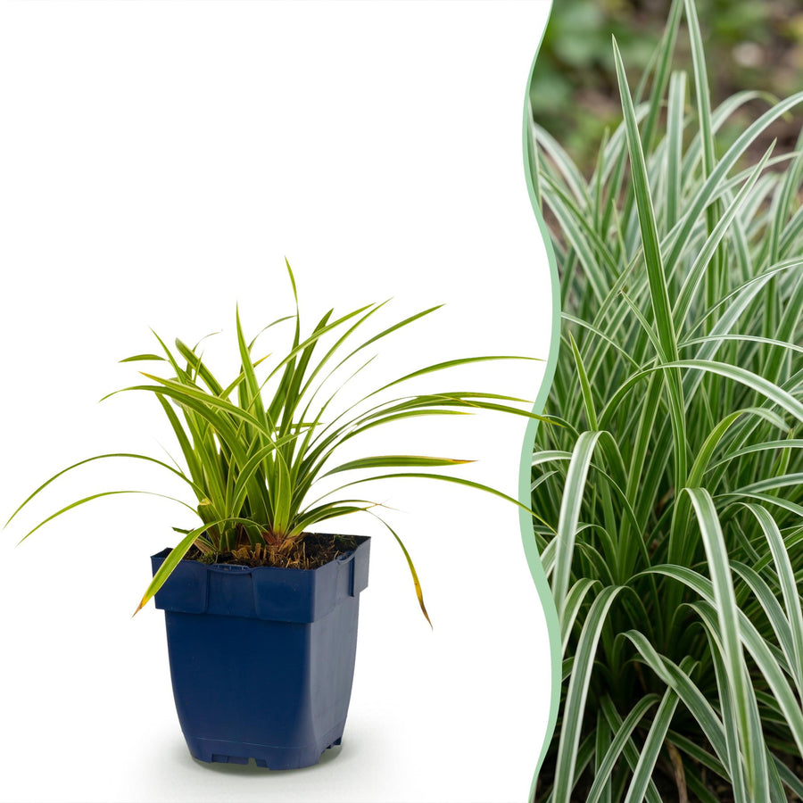 24x Carex morrowii Ice Dance Japanese sedge in 11cm pots