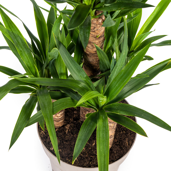 Yucca Elephantipes 90-110cm — Spineless Yucca in 30cm pot