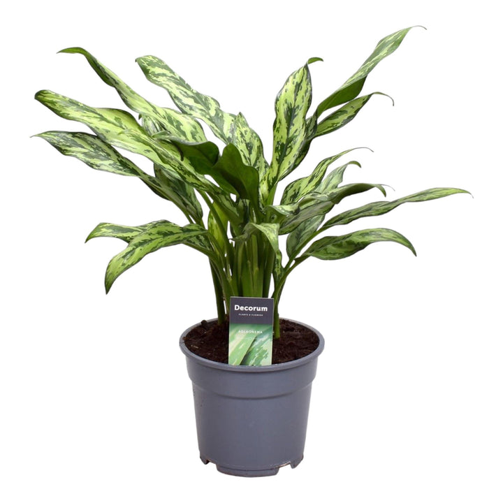 Aglaonema Juliette Chinese Evergreen - Silver Striped Indoor Plant