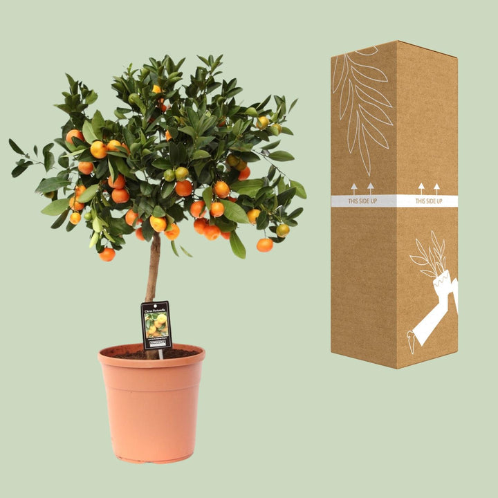 Calamondin Citrus Tree 80cm - Potted Fruit Plant for Indoor Outdoor