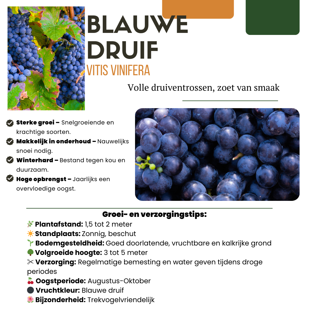 6 organic grape plants in 13 cm pots, 20 cm tall, featuring blue grapes, ideal for sunny locations.