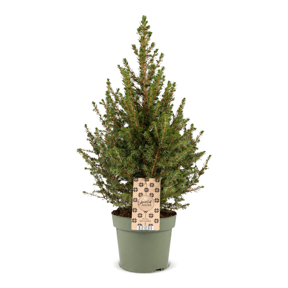 Picea glauca Conica Dwarf Alberta Spruce Christmas tree in Ø17cm pot, 65cm tall, image 2