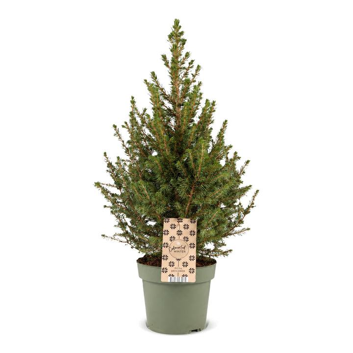 Picea glauca Conica Dwarf Alberta Spruce Christmas tree in Ø17cm pot, 65cm tall, image 2