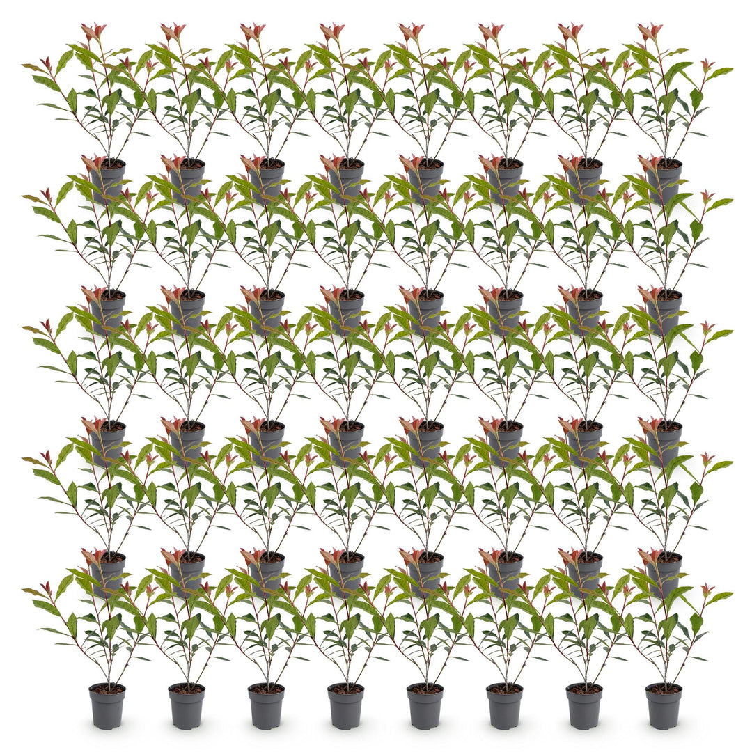 40x Photinia fraseri Carre Rouge - Glossy Mispel - Hedge Plants - Evergreen - Red - Pot 9cm - Height 25-35cm