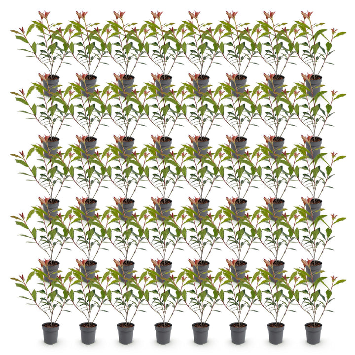 40x Photinia fraseri Carre Rouge - Glossy Mispel - Hedge Plants - Evergreen - Red - Pot 9cm - Height 25-35cm