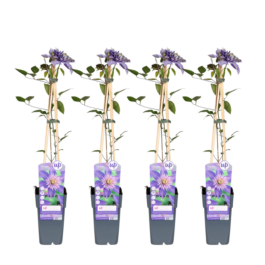 Clematis Multi Blue - Double Flowering Climbing Plant 65cm
