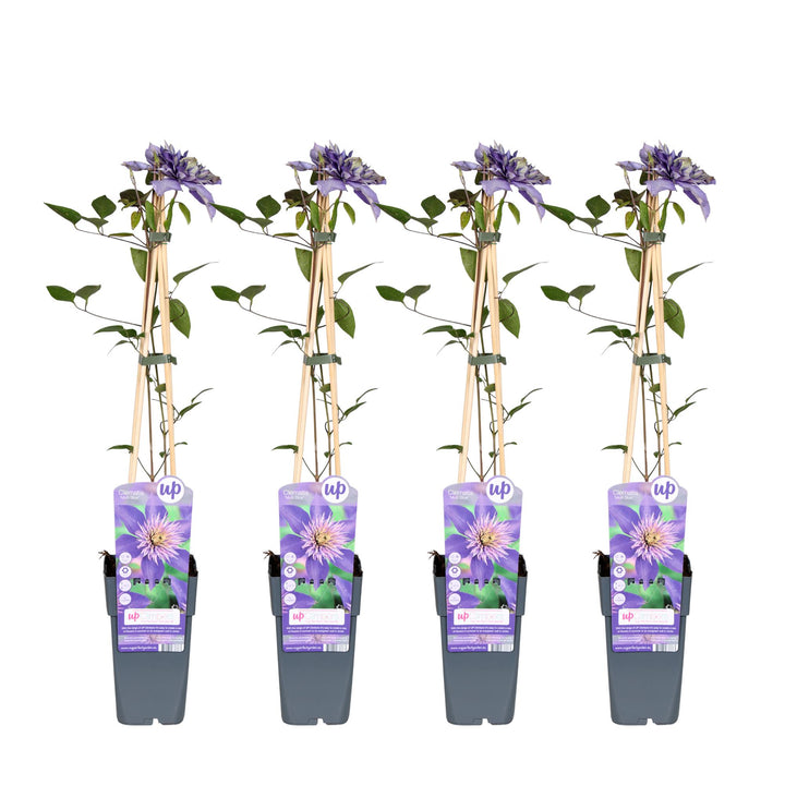 Clematis Multi Blue - Double Flowering Climbing Plant 65cm