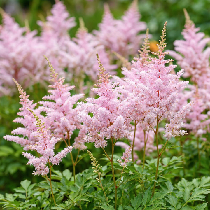 24 Astilbe japonica 'Europa' plants in 11cm pots, 15-25cm tall - view 5