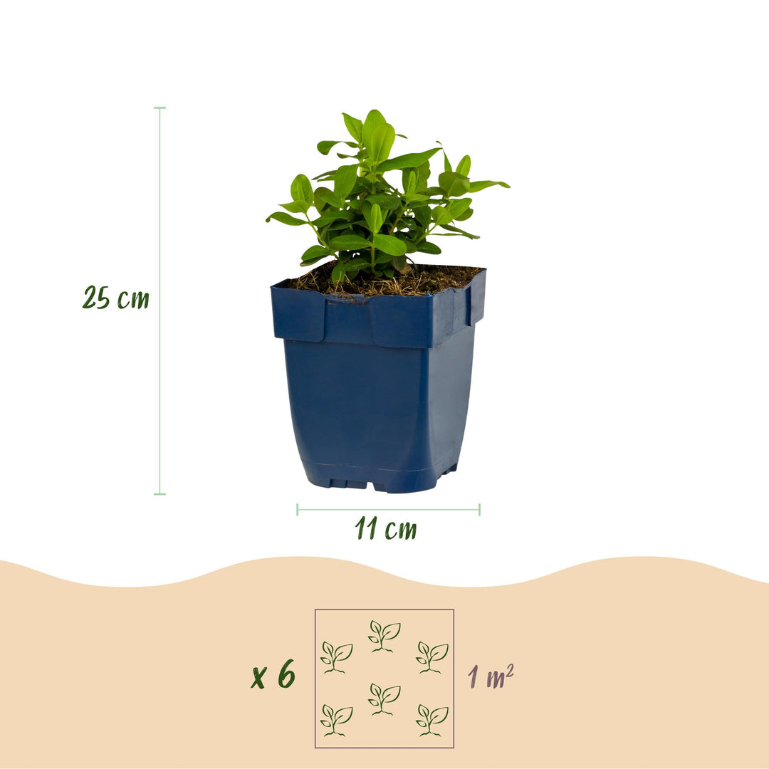 24x Hypericum calycinum Rose of Sharon plants in 11cm pots - view 3