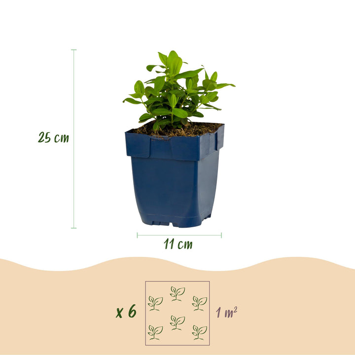 24x Hypericum calycinum Rose of Sharon plants in 11cm pots - view 3