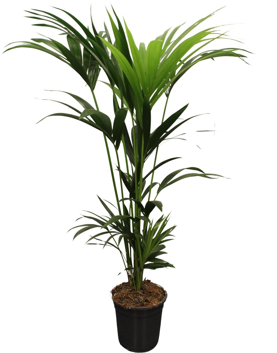 Kentia Palm Howea Forsteriana 24cm Pot 120cm Height Indoor Plant