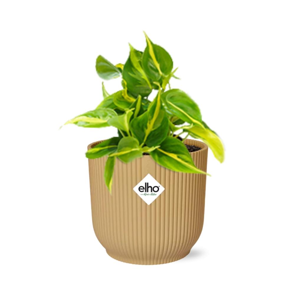 Philodendron Brasil indoor plant with vibrant green and yellow variegated leaves in a decorative pot by Everspring