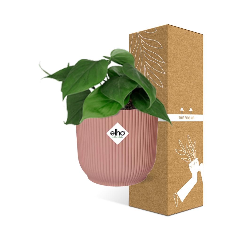 Philodendron Scandens Plant - Heart-Shaped Leaves Air Purifier