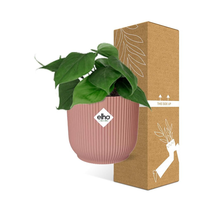 Philodendron Scandens Plant - Heart-Shaped Leaves Air Purifier