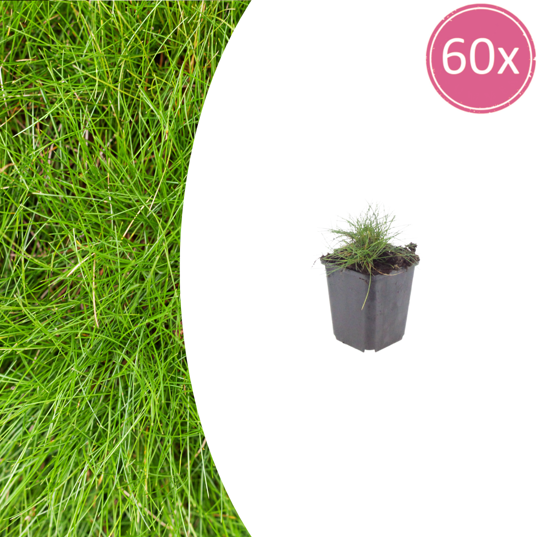 60x Festuca gautieri - ↕10-25cm - Ø9cm