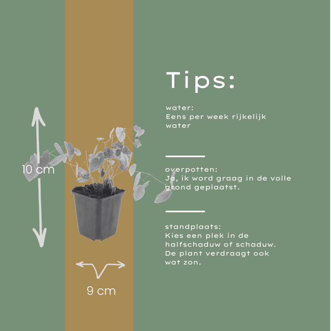 60x Epimedium y. 'Niveum' - ↕10-25cm - Ø9cm