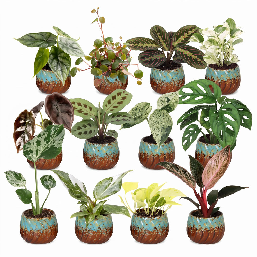 12 Baby Plants Surprise Box tropical plants in Ø6cm pots, image 2