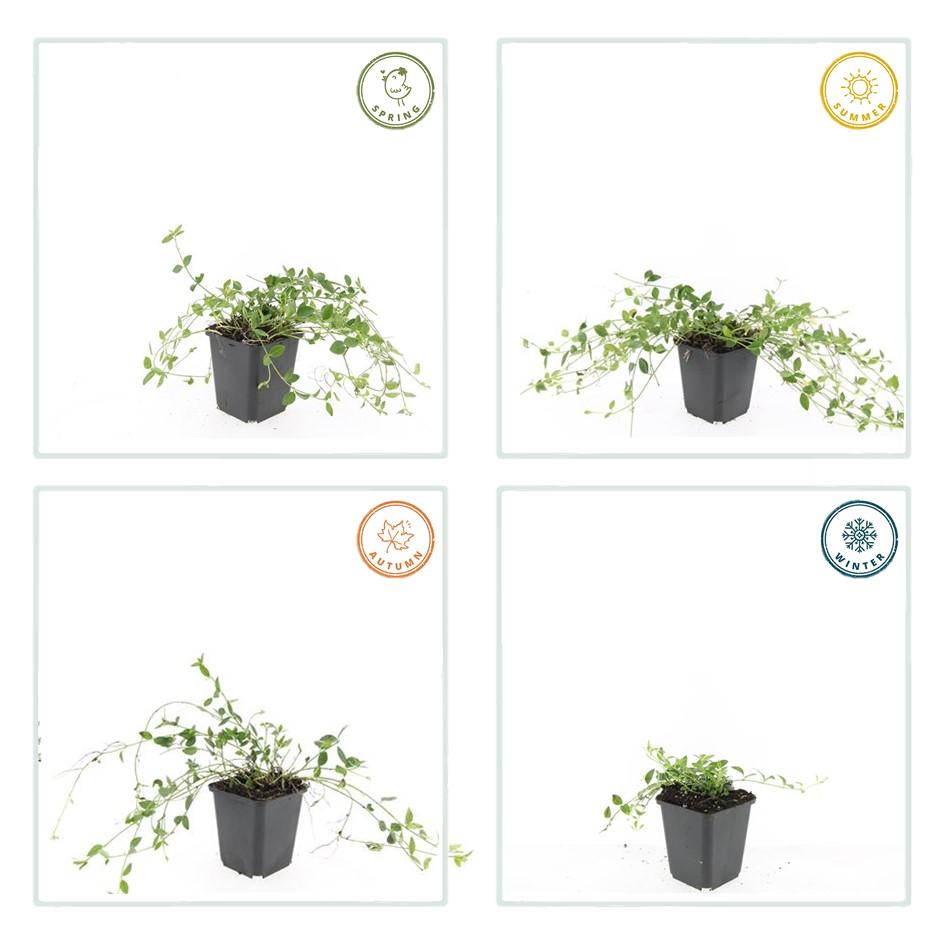 48x Vinca minor 'Gertrude Jekyll' White Flowering Ground Cover - 9cm