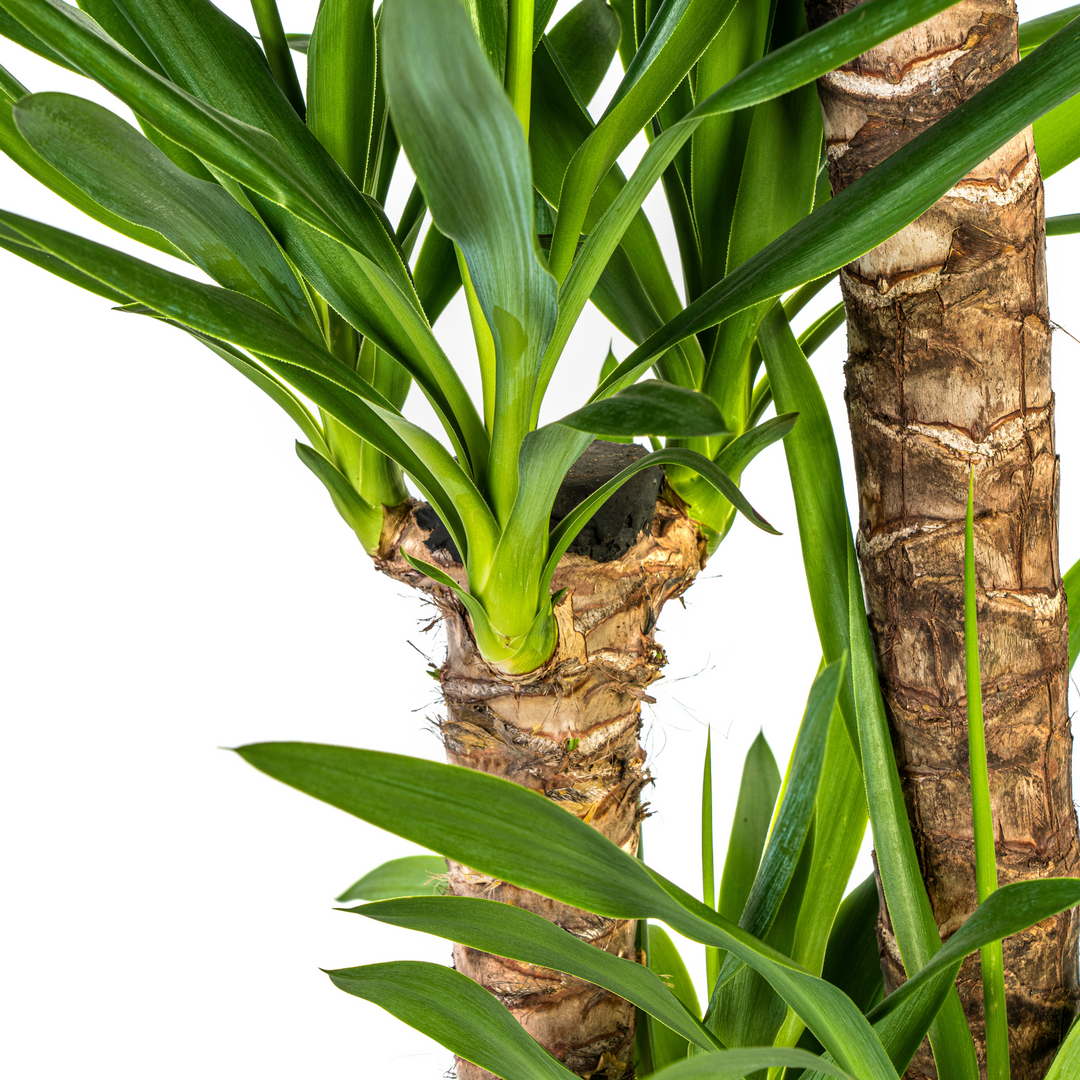 Yucca Elephantipes 120-140cm — Spineless Yucca in 24cm pot, with basket