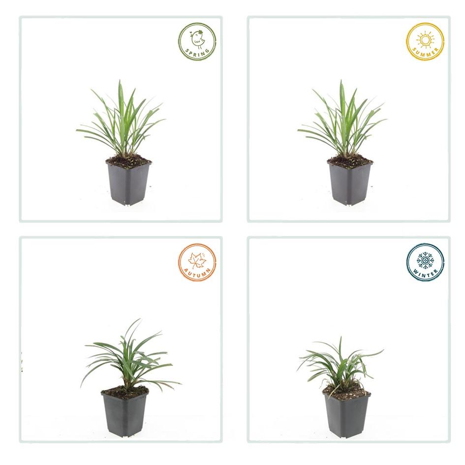 24x Liriope muscari 'Ingwersen' Lily Turf - Clumping Border Plants 9cm