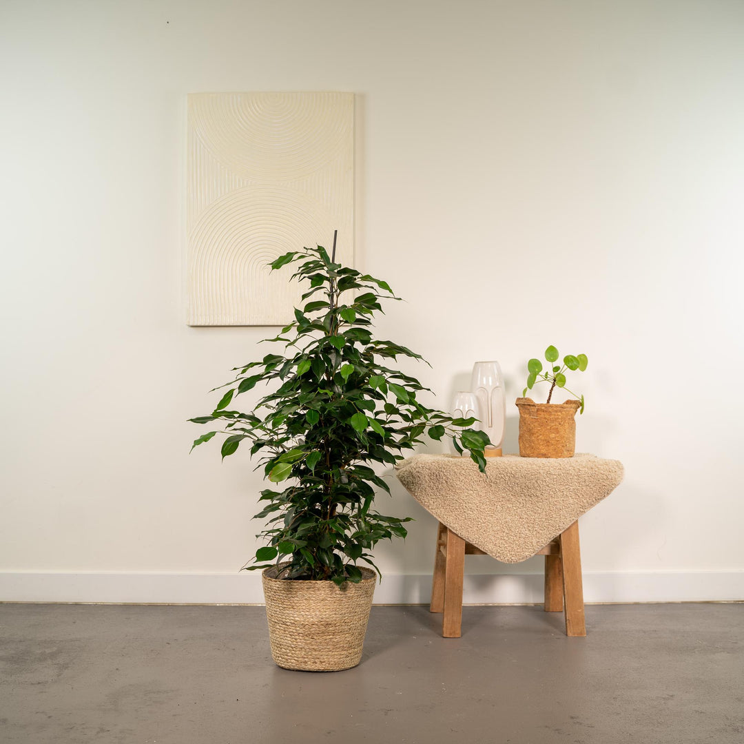 Ficus benjamina Danielle - Ø21cm - ↕95cm + Basket Selin