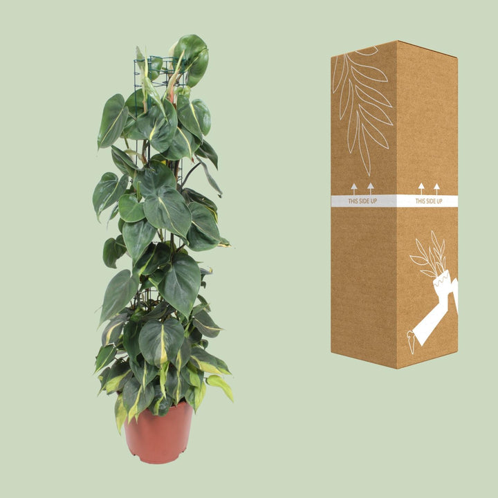 Green Philodendron Brasil trailing plant in a stylish pot, 120cm long, by Everspring, ideal for air purification.