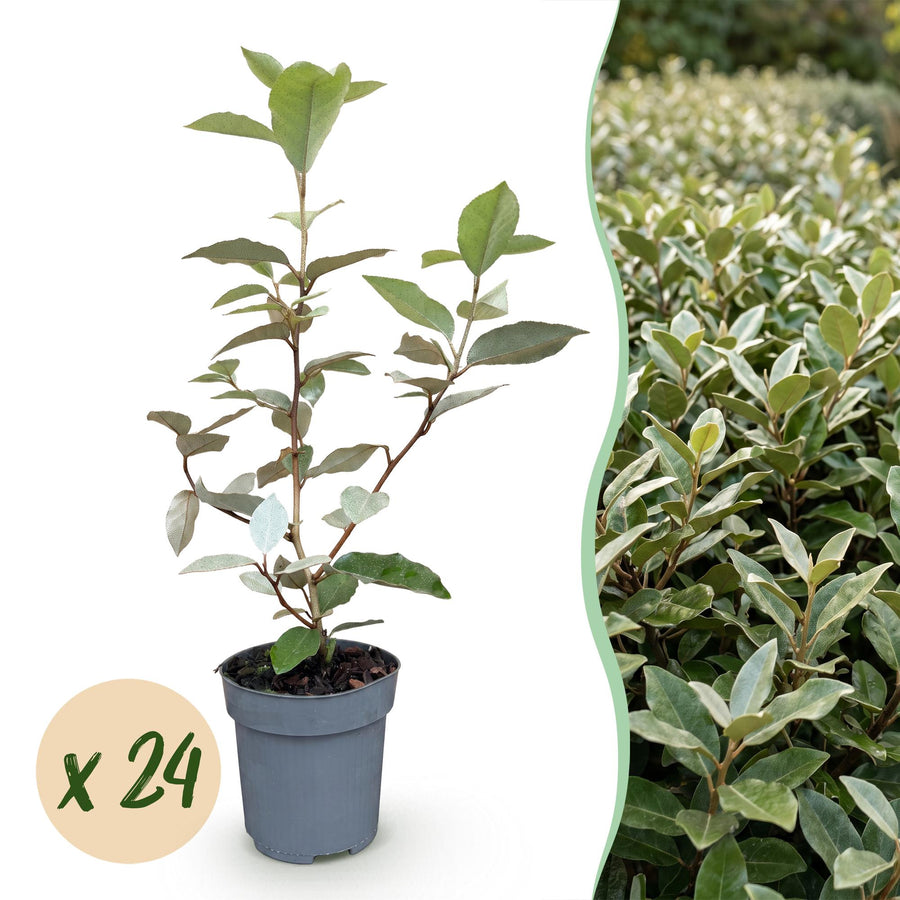 24 Elaeagnus ebbingei 'Compacta' hedging plants in 9cm pots, 25-35cm tall