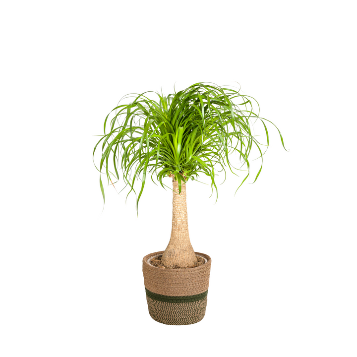 Beaucarnea Recurvata Stem 60-80cm — Ponytail Palm in 21cm pot, with basket