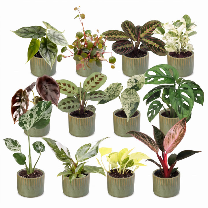 12 Baby Plants Surprise Box tropical mix, Ø6cm pots, image 2