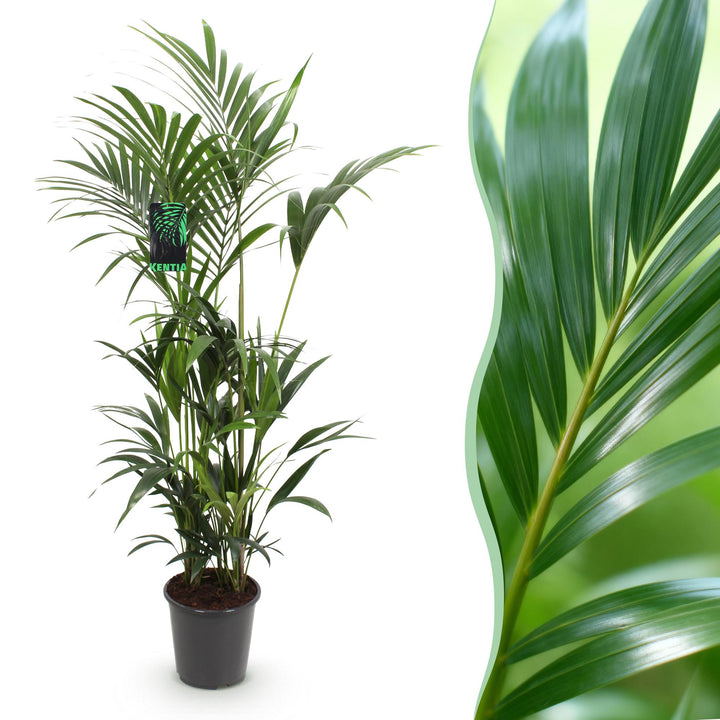 Kentia Palm (Howea forsteriana)