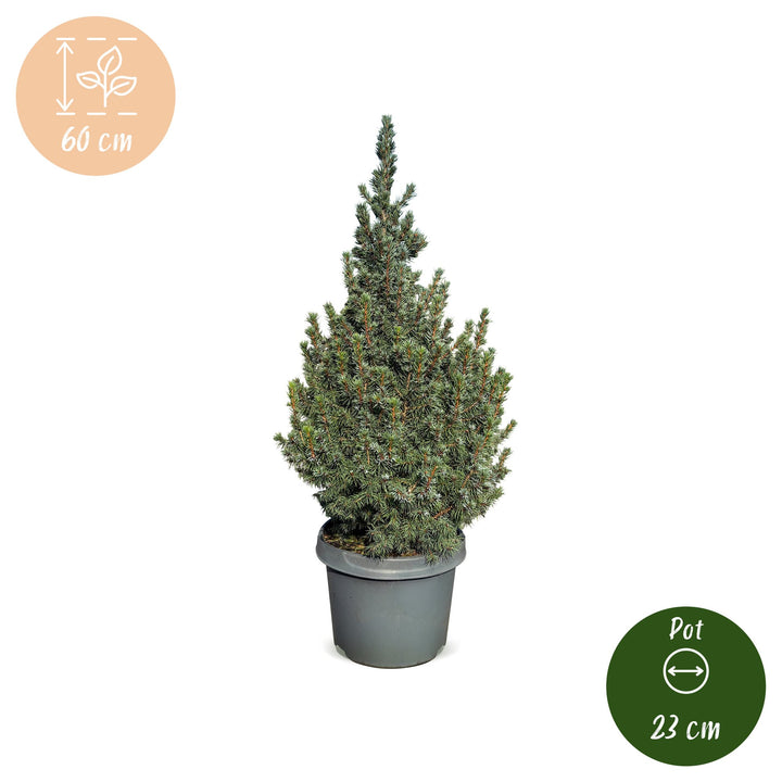 Picea glauca Sander's Blue Blue Alberta Spruce Christmas tree, approx. 60 cm tall, image 5