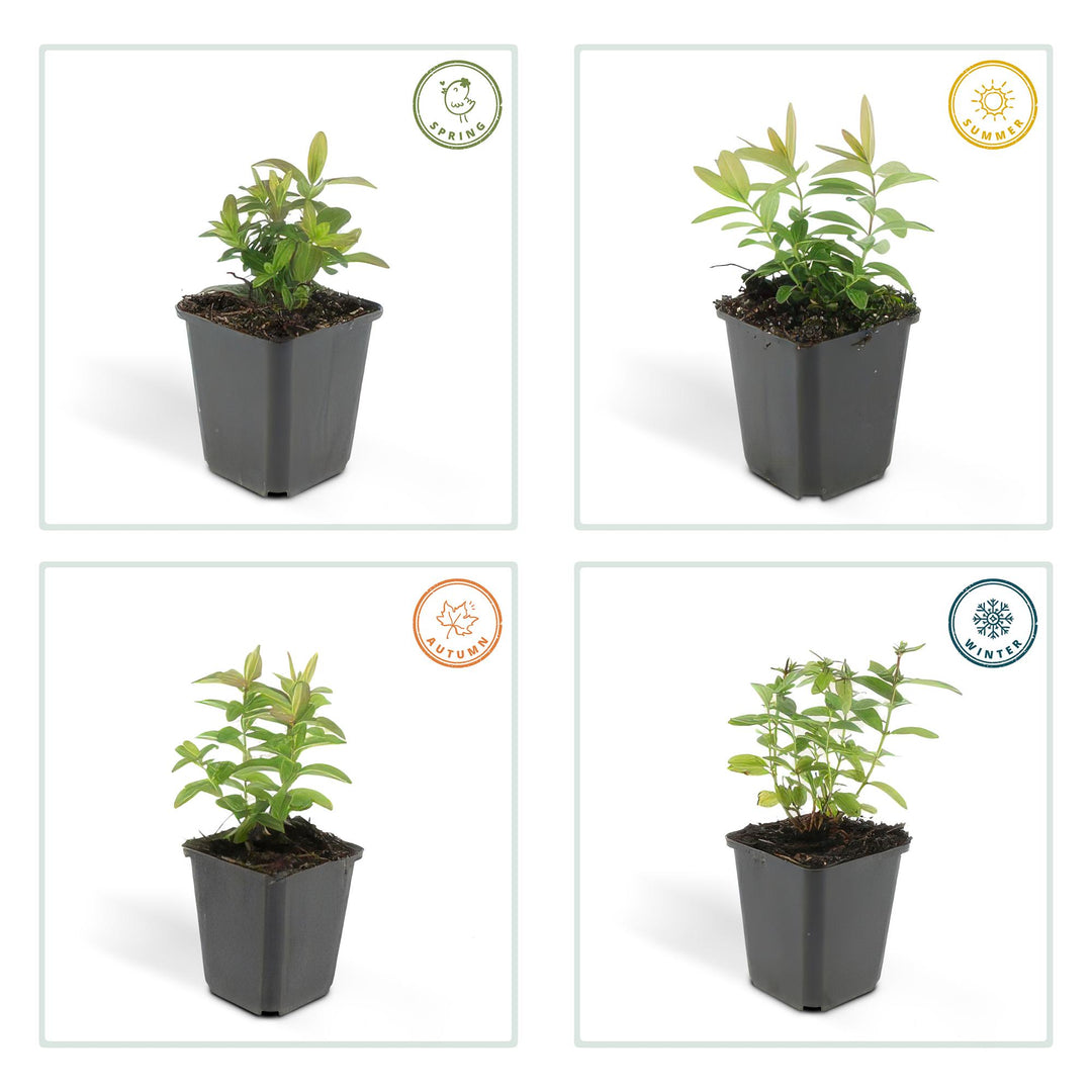 6x Hypericum calycinum - ↕10-25cm - Ø9cm