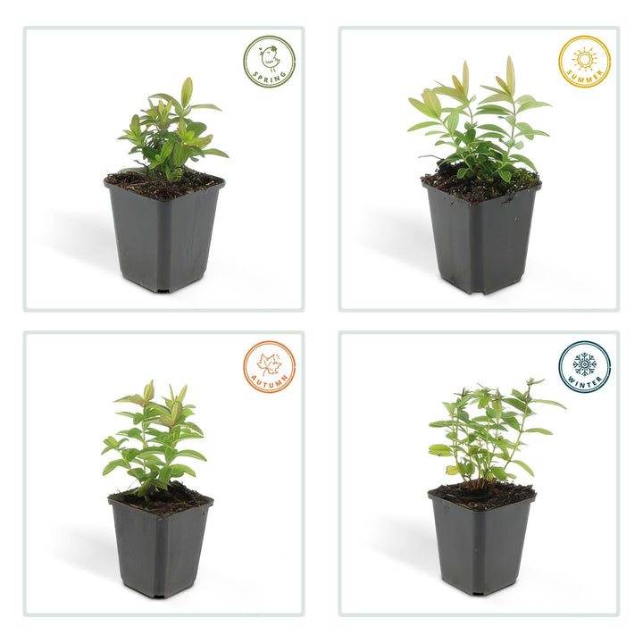 6x Hypericum calycinum - ↕10-25cm - Ø9cm