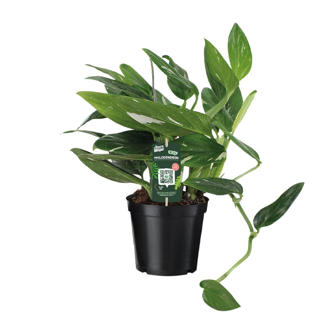 Philodendron Plant 50cm - Air Purifying Houseplant 17cm Pot
