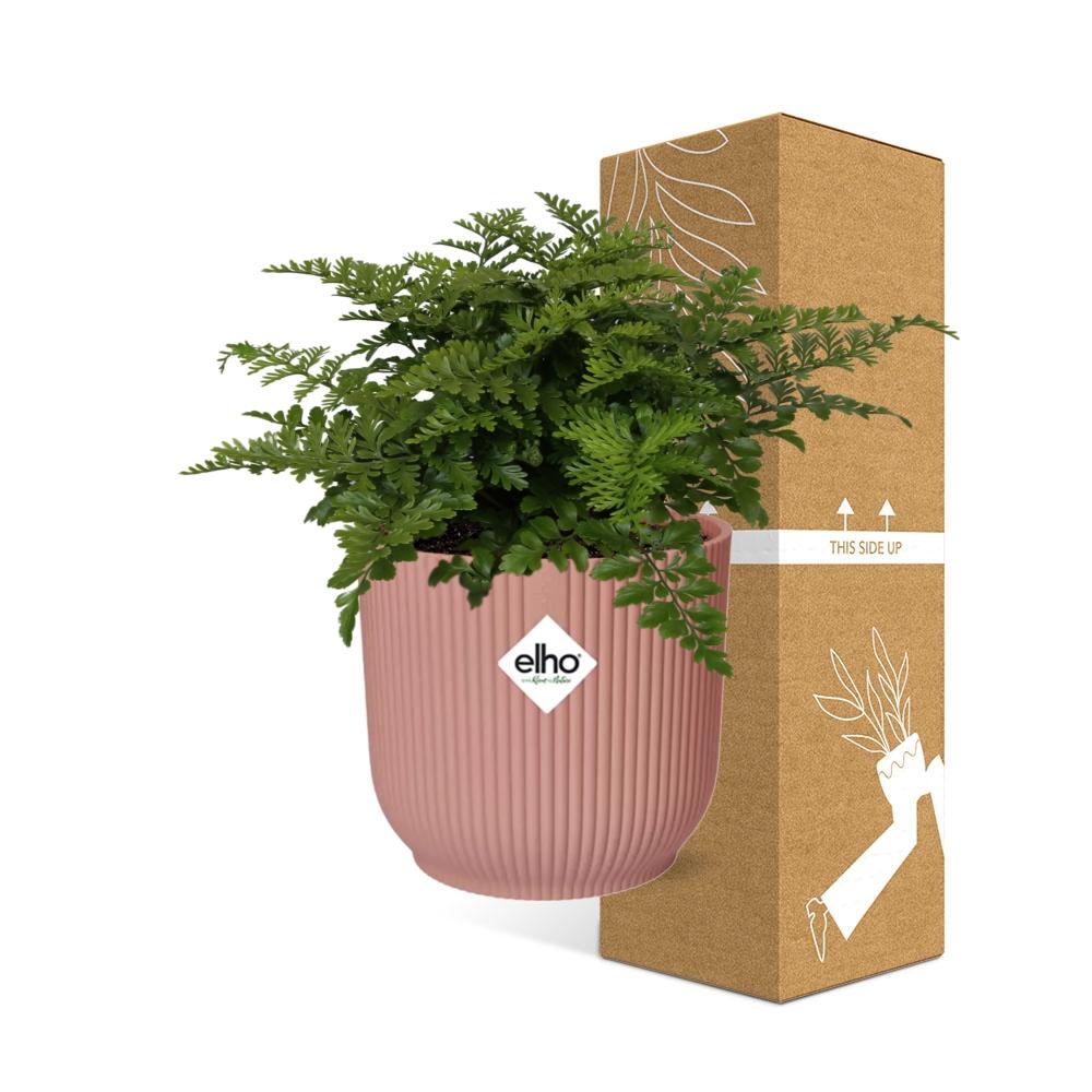 Crested Bird's Nest Fern (Asplenium 'Parvati') in a pink ELHO Vibes pot, view 4