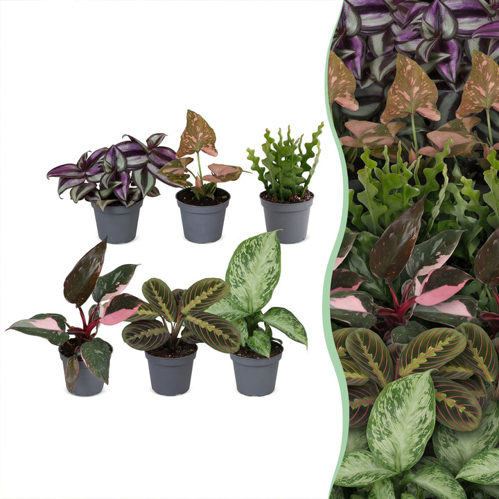 Baby Plants Surprise Box, pack of 6 mixed tropical plants