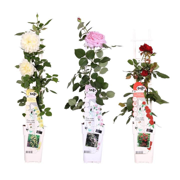 3x Rosa Mix - Bush Rose Selection - Ø15cm - ↕65cm