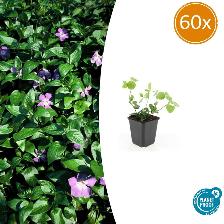 60x Vinca Major Evergreen Ground Cover Plants - 10-25cm - 9cm Pot