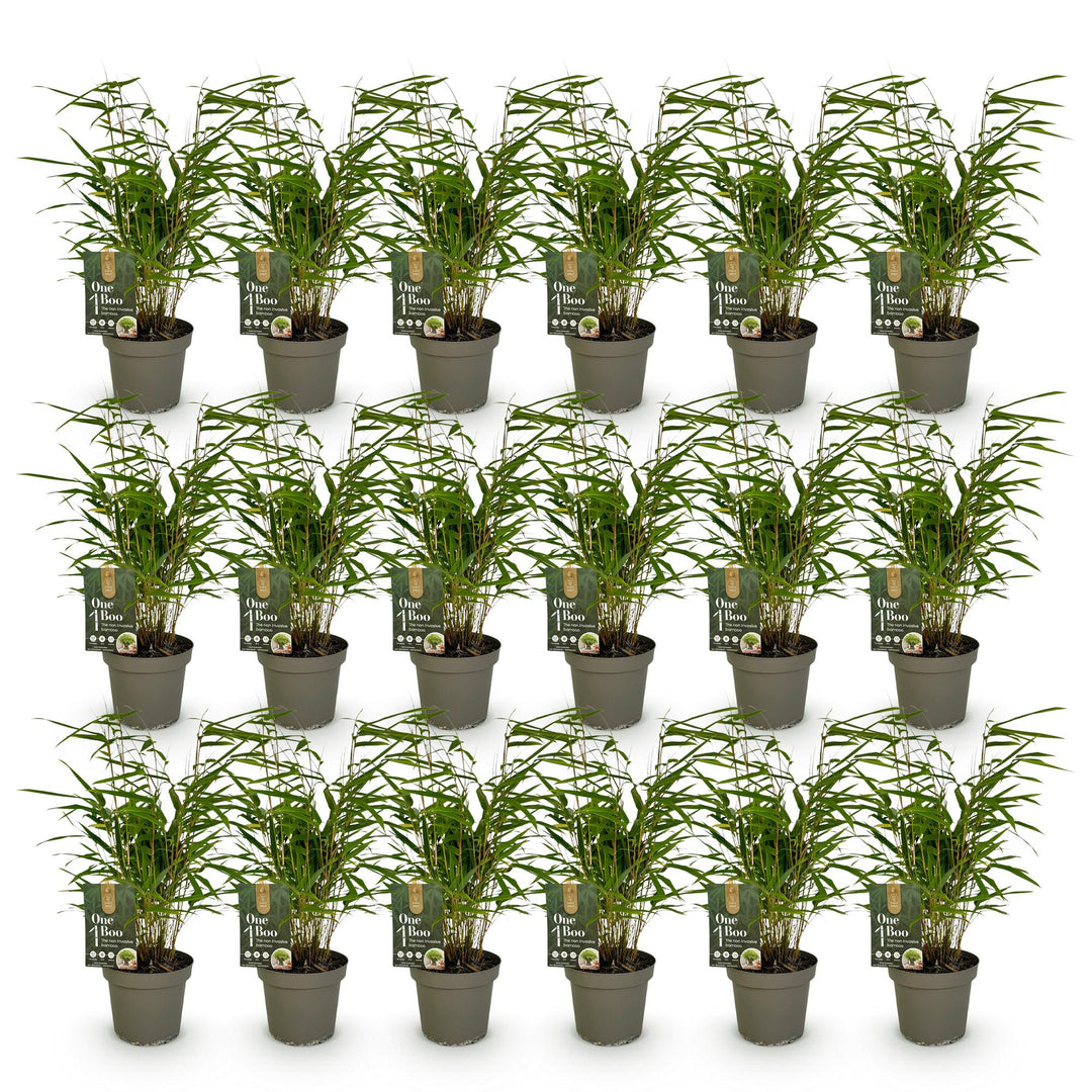 18 Fargesia rufa clumping bamboo plants in 14cm pots - view 2