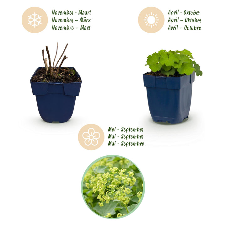 24x Alchemilla mollis Lady's Mantle plants in 11cm pots - view 4