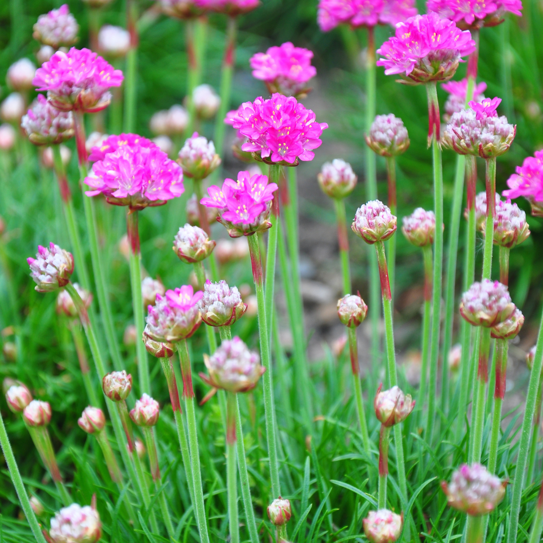 6x Armeria m. 'Splendens' - ↕10-25cm - Ø9cm