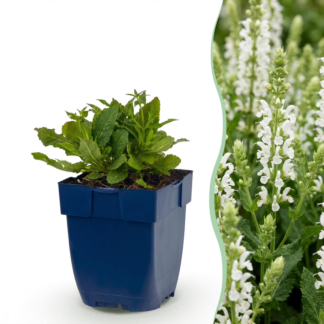24 Salvia nemorosa 'Schneehügel' woodland sage plants in 11cm pots