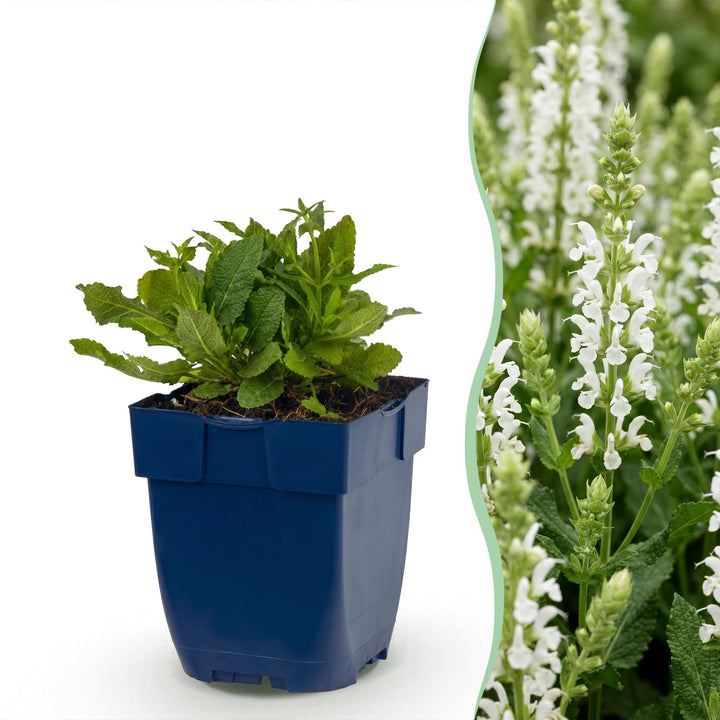 24 Salvia nemorosa 'Schneehügel' woodland sage plants in 11cm pots